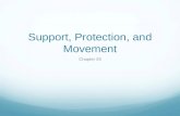 Support, Protection, and Movement Chapter 29. Integument The integument is the protective outer covering of the body. Includes the skin and structures.