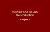 Meiosis and Sexual Reproduction Chapter 7. Meiosis Section 1 Meiosis – a form of cell division that halves the number of chromosomes when forming specialized.