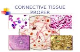 CONNECTIVE TISSUE PROPER Epithelium Connective tissue Pay attention to the differences b/w Epi & CT.