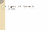 Types of Mammals NB #161. 2 Main Groups: Prototheria: monotremes Theria: marsupials & placentals.