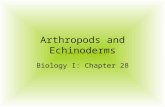 Arthropods and Echinoderms Biology I: Chapter 28.