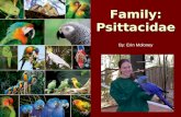 Family: Psittacidae By: Erin Moloney. Psittacidae Phylogeny Cacatuinae (cockatoos, galahs, and cockatiels) Loriculus (hanging parrots) Loriinae (lories.
