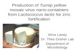 Production of Turnip yellow mosaic virus nano-containers from Lactococcus lactis for zinc fortification Alma Laney Dr. Theo Dreher Lab Department of Microbiology.