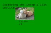 Exploring the Sheep & Goat Industry Lesson #4. Common Core/Next Generation Science Standards Addressed CCSS.ELA-Literacy.RH.9-10.4 - Determine the meaning.