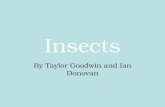 Insects By Taylor Goodwin and Ian Donovan. Phylogenetic tree.