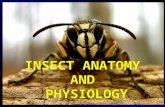 INSECT ANATOMY AND PHYSIOLOGY. GENERALIZED INTERNAL ANATOMY INSECT STRUCTURE AND FUNCTION.