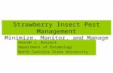 Strawberry Insect Pest Management Minimize, Monitor, and Manage Hannah J. Burrack Department of Entomology North Carolina State University.