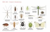 BIO 255: Insect Diversity. I. Insect Diversity A. In Taxonomic Context.