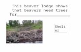 This beaver lodge shows that beavers need trees for______________________. Shelter.