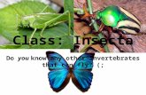 Do you know any other invertebrates that can fly? (; Class: Insecta.