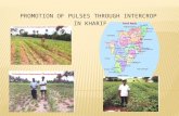 PROMOTION OF PULSES THROUGH INTERCROP IN KHARIF.