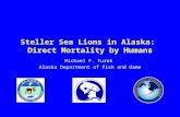1 Steller Sea Lions in Alaska: Direct Mortality by Humans Michael F. Turek Alaska Department of Fish and Game.