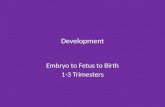 Development Embryo to Fetus to Birth 1-3 Trimesters.