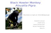 Black Howler Monkey Alouatta Pigra Stephanie Larocque Joseph Leung Daniel Tremblay-Sher Myriam Tremblay-Sher Diana Yin dtremb8/apigra.ppt.
