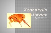 By Jessica Sand.  Kingdom :Amimalia Phylum: Arthropoda Class: Insecta Order: Siphonaptera Family: Pulicoidea Genus: Xenopsylla Species: cheopis.
