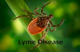 Lyme Disease. What is Lyme Disease? Also known as borreliosis Caused by Borrelia burgdorferi bacteria Bacteria live in the host which is a tick.