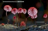 Marasmius haematocephalus. The Wonderful World of Mushrooms 蘑菇的奇妙世界 1.