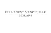 PERMANENT MANDIBULAR MOLARS. MANDIBULAR 1 st MOLAR the largest and the strongest mandibular molars not considered succedaneous first permanent molars.