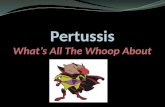 What is Pertussis Bordetella pertussis also referred to as Whooping Cough Whooping cough is a disease caused by a fastidious pathogen that invades the.