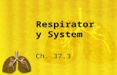 Respiratory System Ch. 37.3. Vocabulary 1.epiglottis 2.pharynx 3.trachea 4.larynx 5.bronchi 6.alveoli 7.diaphragm.