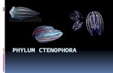 Ctenophora- “comb bearer”  “Comb jellies” or “gooseberries”  8 comb rows of cilia  Lack stinging cells  Have sticky cells to capture prey  Great.