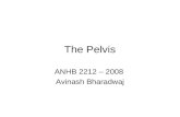 The Pelvis ANHB 2212 – 2008 Avinash Bharadwaj. Bony Pelvis Hip bones Sacrum Joints and ligaments.
