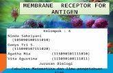 MEMBRANE RECEPTOR FOR ANTIGEN Kelompok : 4 Ninda Sahriyani (105090100111010) Ganys Tri S. (115090107111020) Agatha Mia(115090101111010) Vita Agustina(115090100111011)