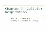 Chapter 7: Cellular Respiration How Cells Make ATP: Energy-Releasing Pathways.