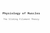 Physiology of Muscles The Sliding Filament Theory.
