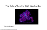 The Role of RecA in DNA Replication Hazem Dawoud .