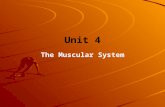 Unit 4 The Muscular System. Muscle Cells There are 3 types of muscle cells – –Cardiac, Smooth, and Skeletal All muscles can contract (shorten) When muscles.