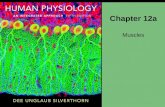 Chapter 12a Muscles. About this Chapter Skeletal muscle Mechanics of body movement Smooth muscle Cardiac muscle.