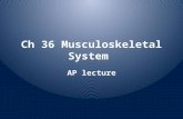 Ch 36 Musculoskeletal System AP lecture Three vertebrate muscles Skeletal – A.k.a striated – Voluntary movements.