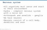 © 2012 Pearson Education, Inc. Nervous system All organisms must sense and react to their environment Hydra – simplest nervous system with a nerve net.