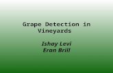 Grape Detection in Vineyards Ishay Levi Eran Brill.