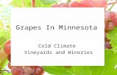 Grapes In Minnesota Cold Climate Vineyards and Wineries.