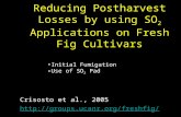 Reducing Postharvest Losses by using SO 2 Applications on Fresh Fig Cultivars Crisosto et al., 2005  Initial Fumigation.