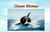 Ocean Biomes. Oceans Locations Oceans = 71% of earth’s surface.
