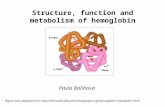 Structure, function and metabolism of hemoglobin Pavla Balínová Figure was adopted from .
