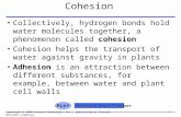 Cohesion Collectively, hydrogen bonds hold water molecules together, a phenomenon called cohesion Cohesion helps the transport of water against gravity.