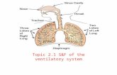 Topic 2.1 S&F of the ventilatory system. List the principle structures of the ventilatory system Nose, mouth, pharynx, larynx, trachea, bronchi, bronchiole,