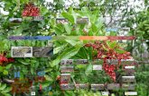 Brazilian Peppertree, Schinus terebinthifolius: Prolific Pest of Port Aransas, Texas L. Allen Smith, Michael Murphrey, Ronald F. Billings, Texas A&M Forest.