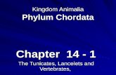 Kingdom Animalia Phylum Chordata Chapter 14 - 1 The Tunicates, Lancelets and Vertebrates,