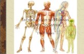Introduction to Human Body Systems The Tissues. Levels of Organization Molecules (like DNA and proteins) Organelles Cells Tissues Organs Organ Systems.
