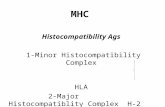 MHC Histocompatibility Ags 1-Minor Histocompatibility Complex HLA 2-Major Histocompatiblity Complex H- 2.