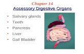 Accessory Digestive Organs Chapter 14 Accessory Digestive Organs Salivary glands Teeth Pancreas Liver Gall Bladder.
