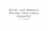 Birds and Mammals Review Individual Jeopardy! 5 th Grade.