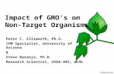 Ellsworth/UA Impact of GMO’s on Non- Target Organisms Peter C. Ellsworth, Ph.D. IPM Specialist, University of Arizona & Steve Naranjo, Ph.D. Research.