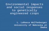 Environmental impacts and social responses to genetically engineered crops L. LaReesa Wolfenbarger University of Nebraska at Omaha.