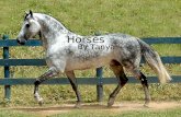 5/14/20151 Horses By Tanya. 5/14/20152 Introduction  There are lots of different horses in the world like: Arabians Quarter Horses Thoroughbreds Palominos.